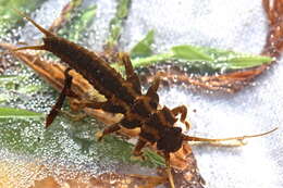 Image of American Salmonfly