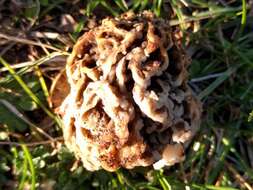 Image of Morchella vulgaris