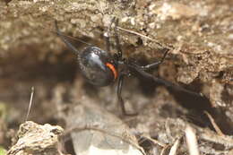 Image of Steatoda paykulliana (Walckenaer 1806)