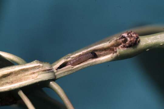 Image of Cottonwood Twig Borer