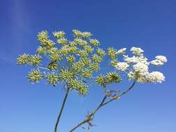 Imagem de Ammi majus L.