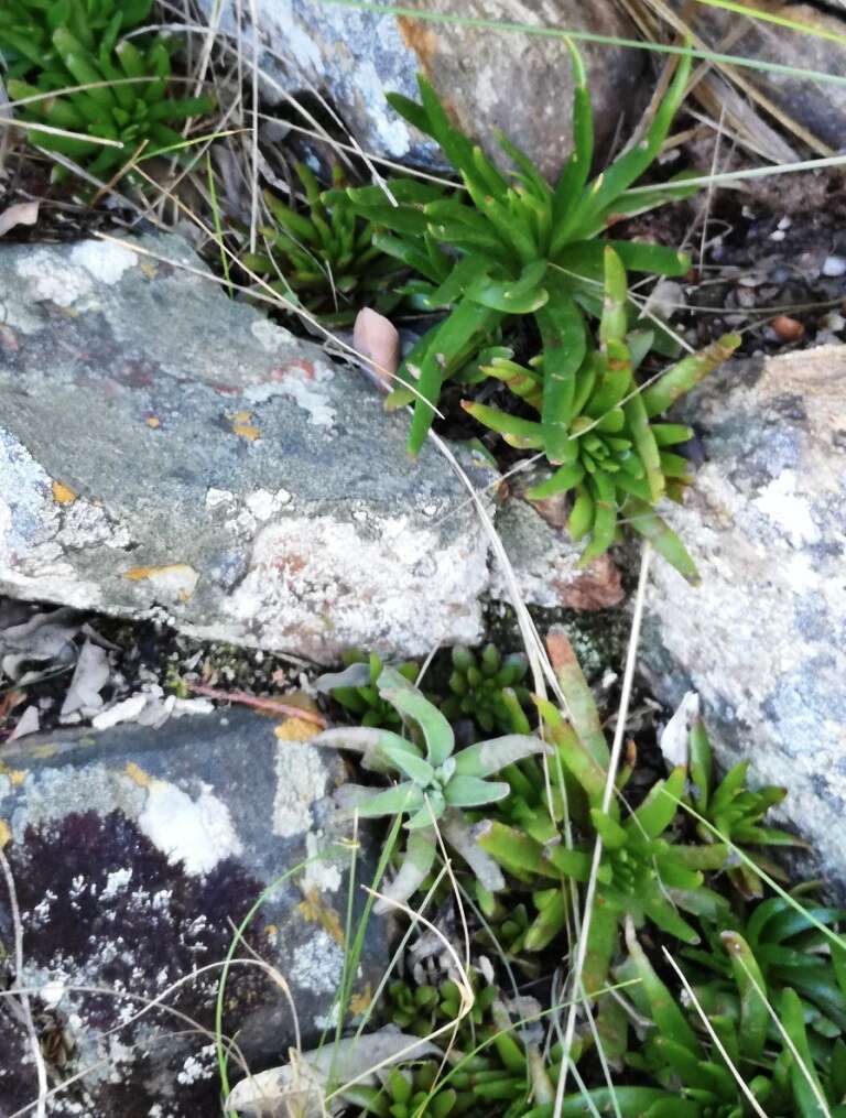 Image of Redleaf crassula