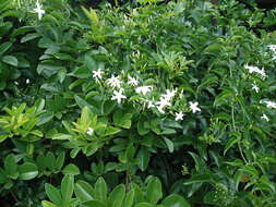 Imagem de Jasminum fluminense Vell.