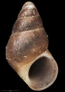 Image of Eatoniella albocolumella Ponder 1965