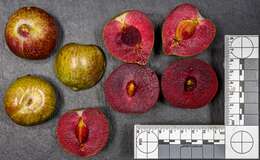 Image of European plum