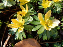 Image of eranthis