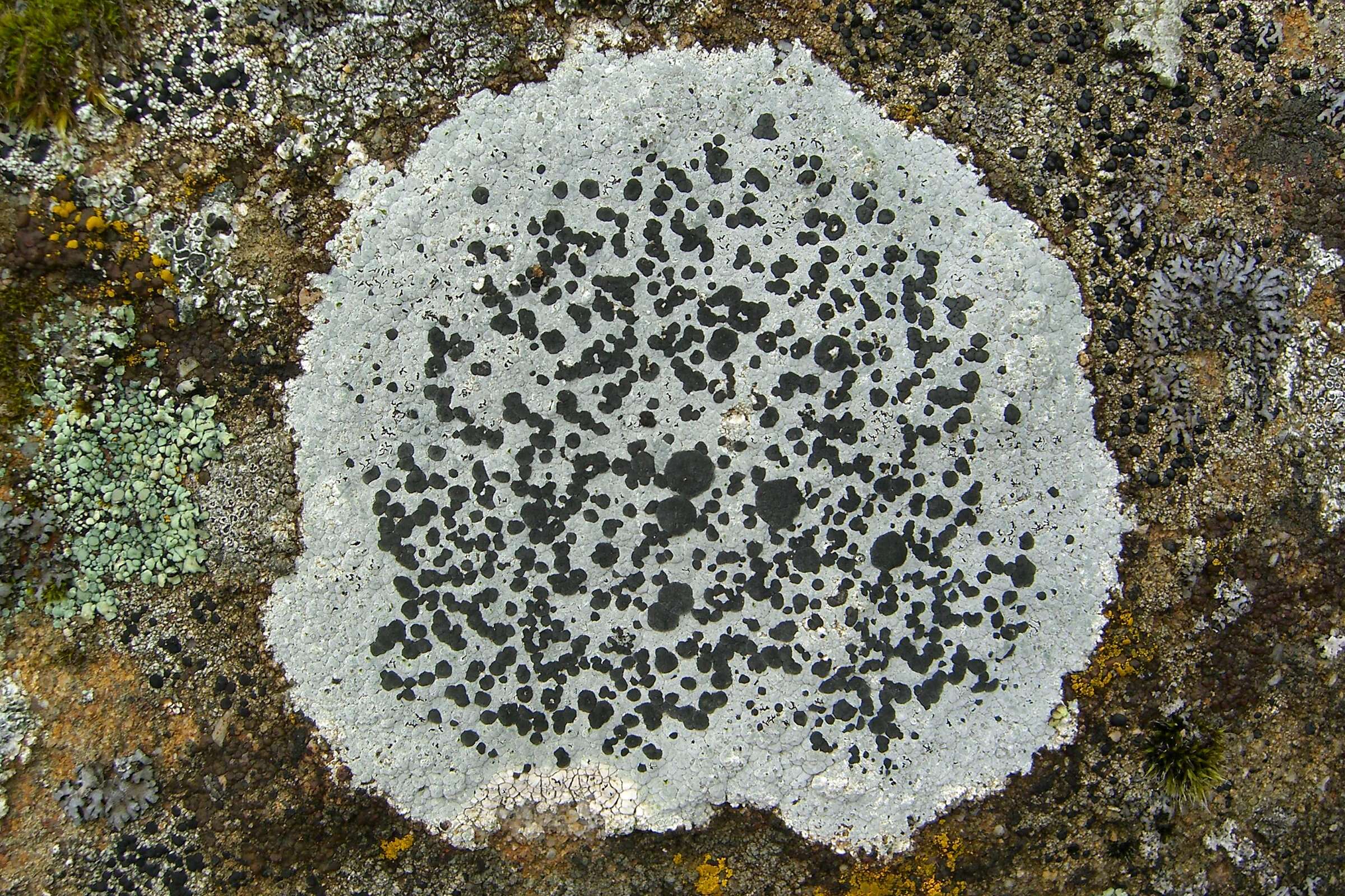 Image of lecidea lichen