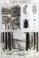 Image of Douglas-fir Beetle