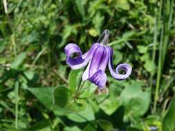 Imagem de Clematis integrifolia L.