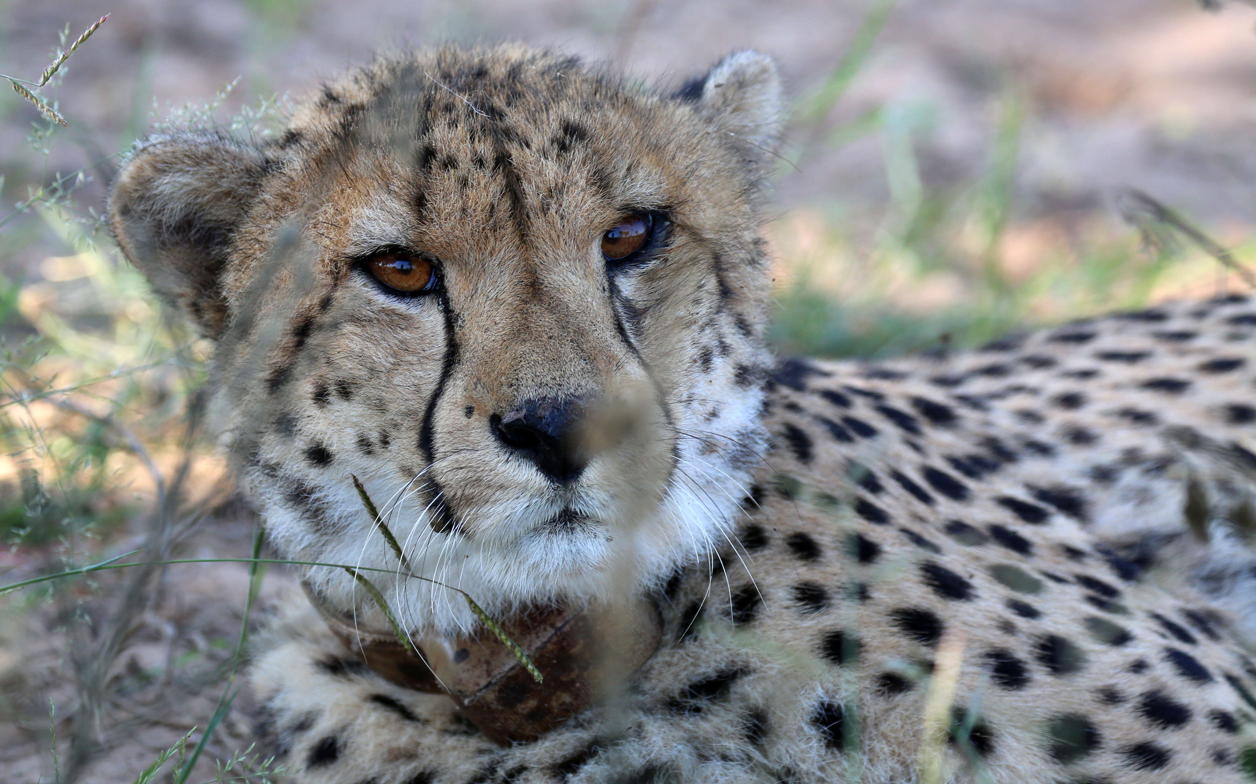 Image of Acinonyx Brookes 1828