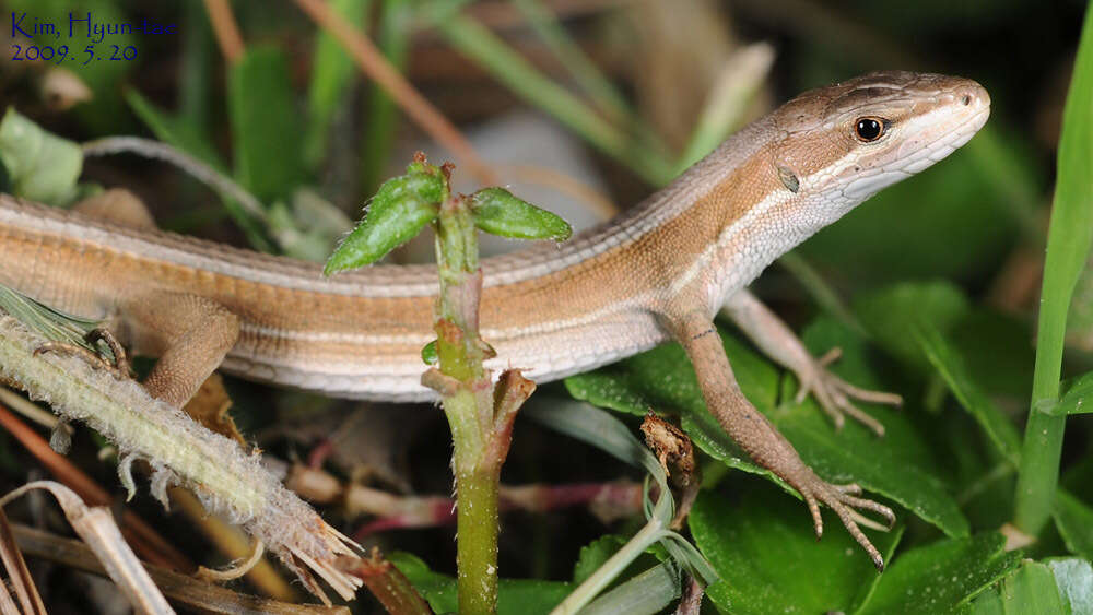 Image of Mountain grass lizard