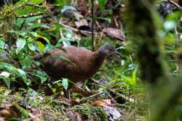 Image of Hooded Tinamou