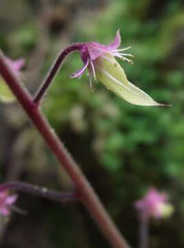 Image of Tiarella polyphylla D. Don