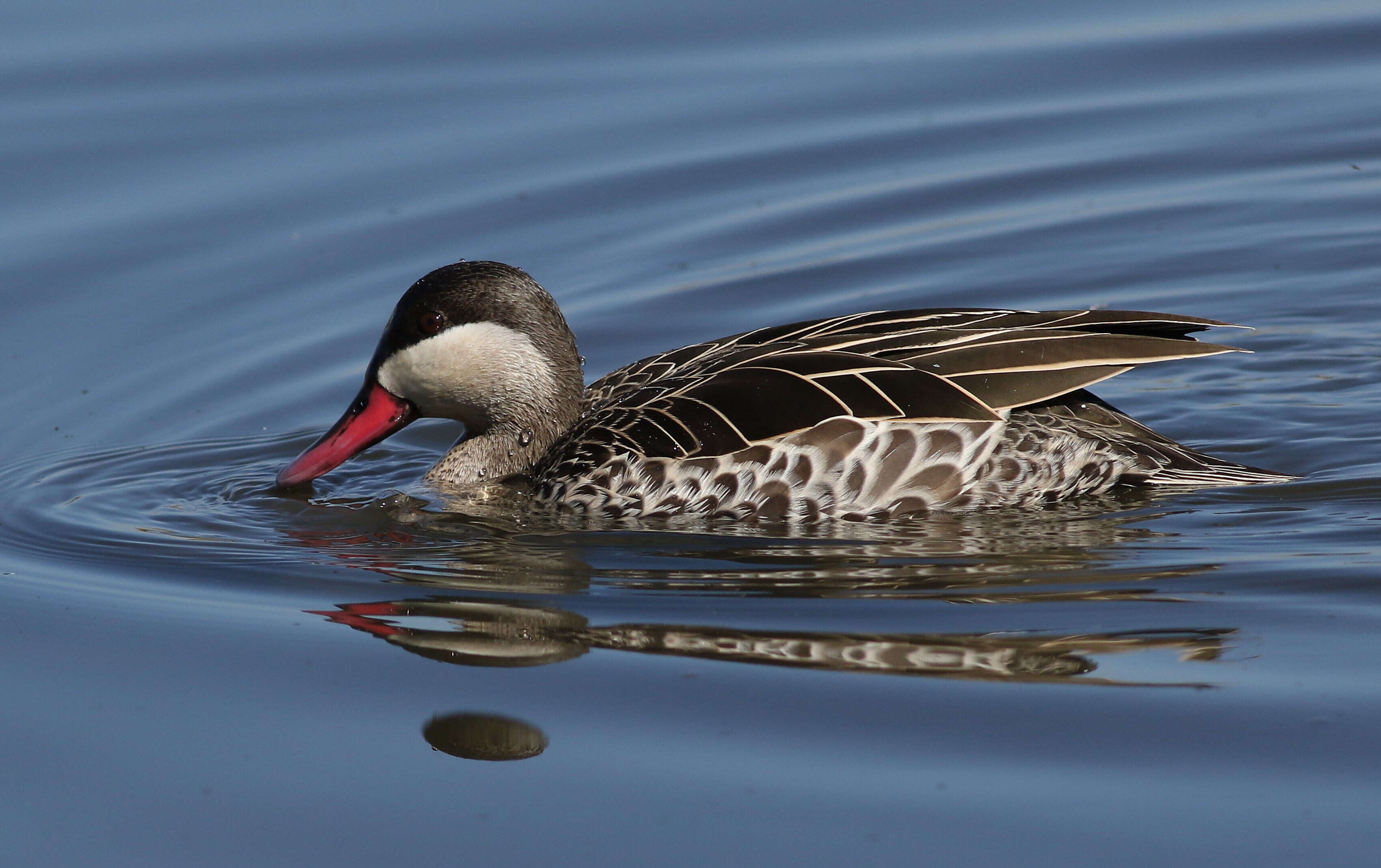 Image of Red-billed Teal