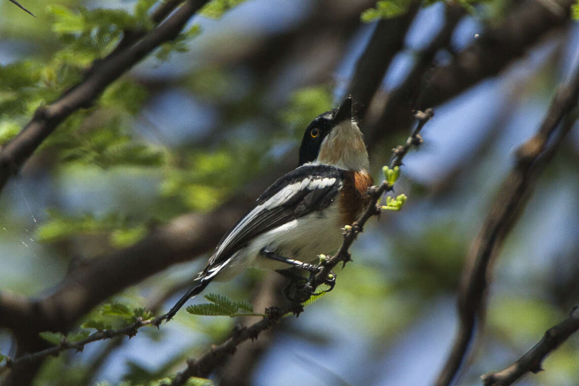 Image of Pygmy Batis