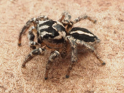 Image of Habronattus trimaculatus Bryant 1945