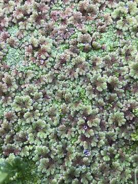 Image of Azolla rubra R. Br.