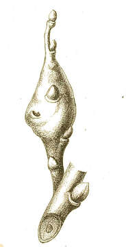 Image of Rabdophaga dubiosa (Kieffer 1913)