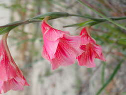 Imagem de Gladiolus caryophyllaceus (Burm. fil.) Poir.