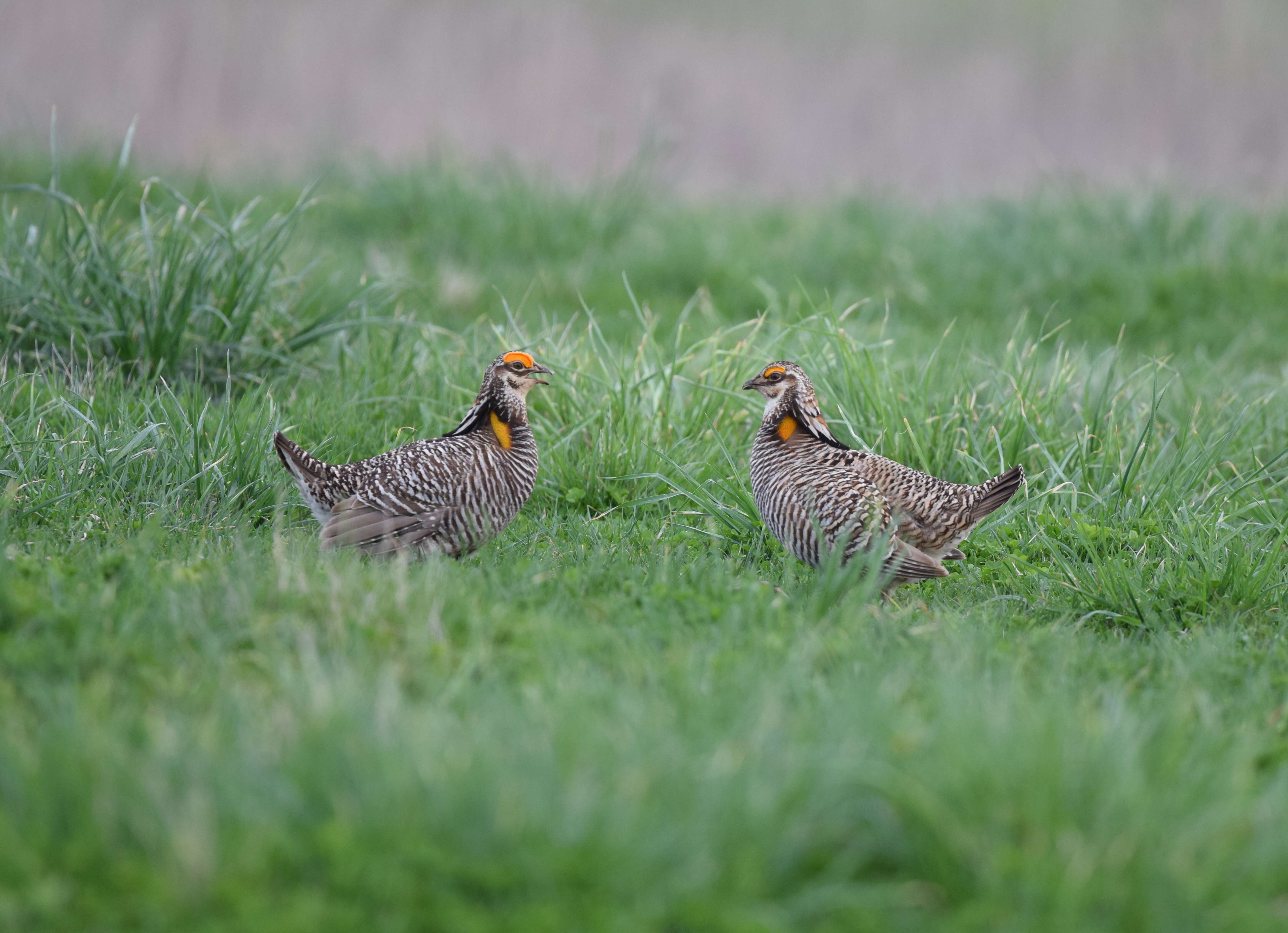 Image of Greater Prairie Chicken