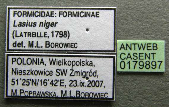 Image of Small black ant