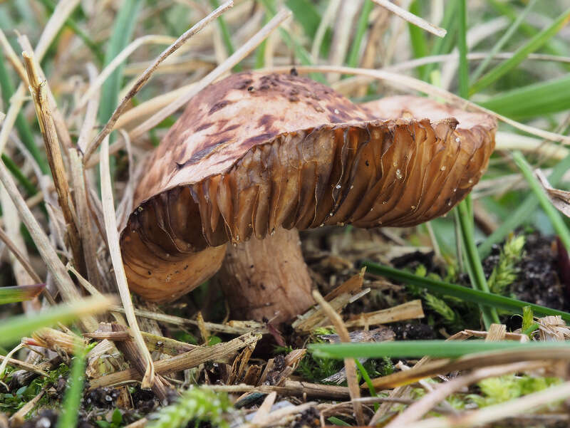 Imagem de Lepiota brunneolilacea Bon & Boiffard 1972