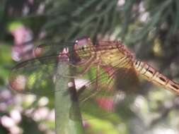 Image of Neurothemis terminata Ris 1911