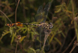 Image of Five-striped Leaftail