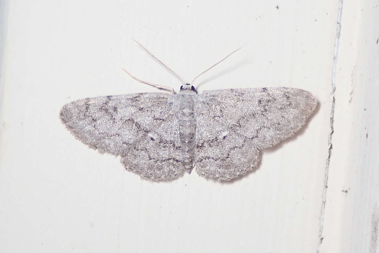 Image of Idaea violacearia Walker 1861