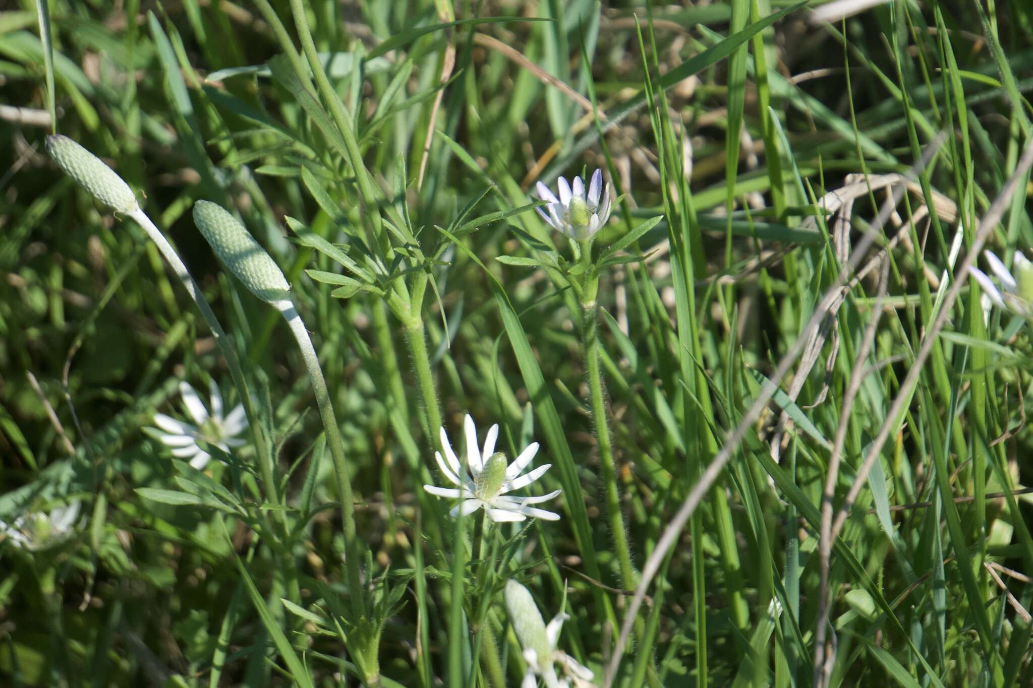 Image of tenpetal thimbleweed