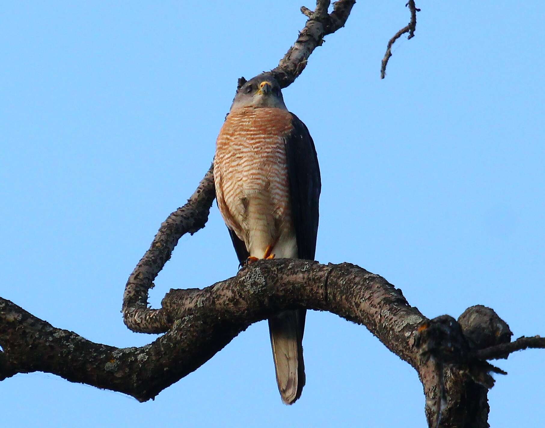 Image of Levant Sparrowhawk