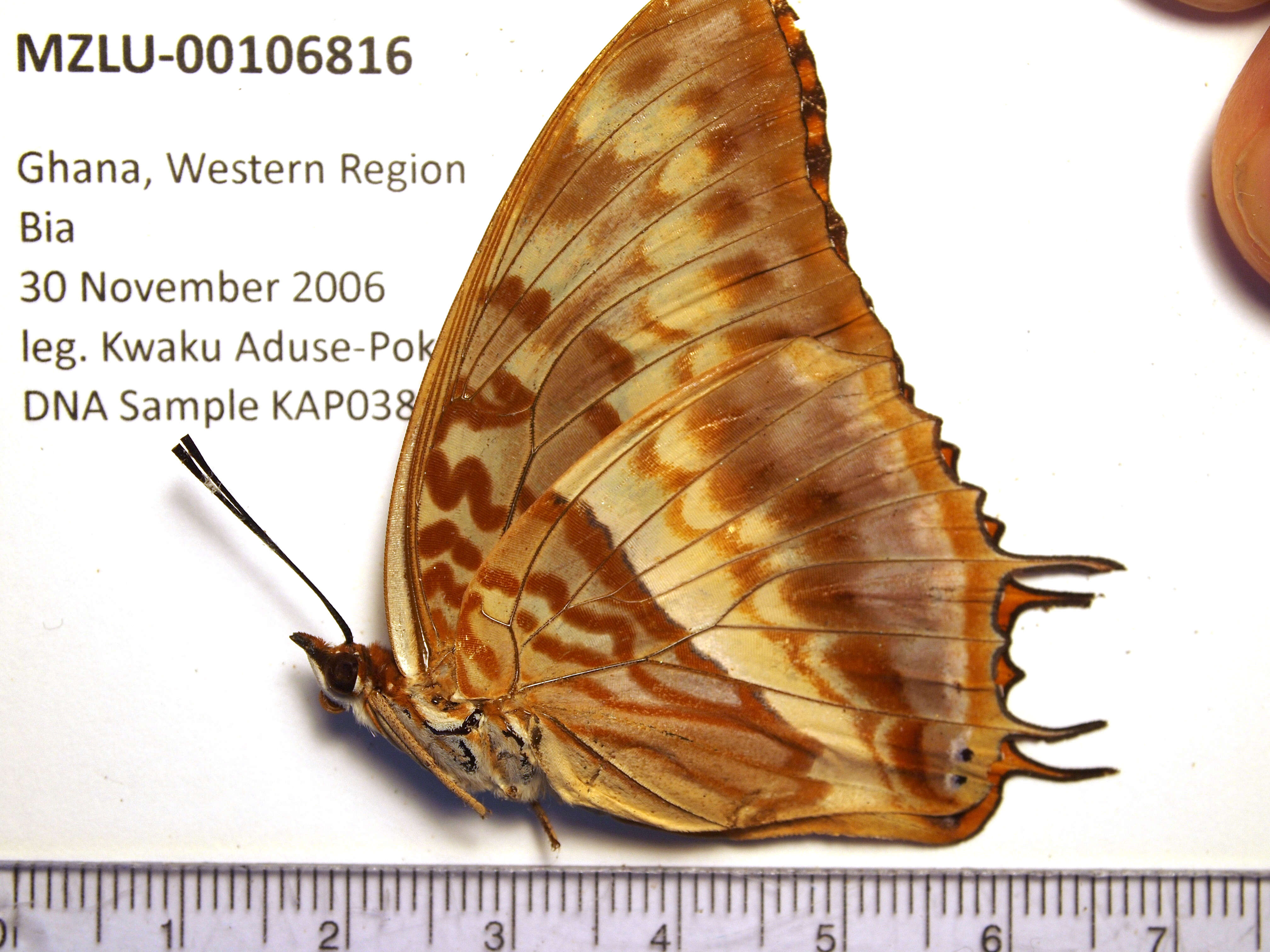 Charaxes cynthia Butler 1865 resmi