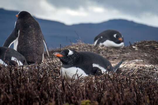 Image of Gentoo Penguin