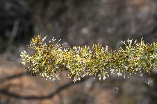 Image of Grevillea hortiorum