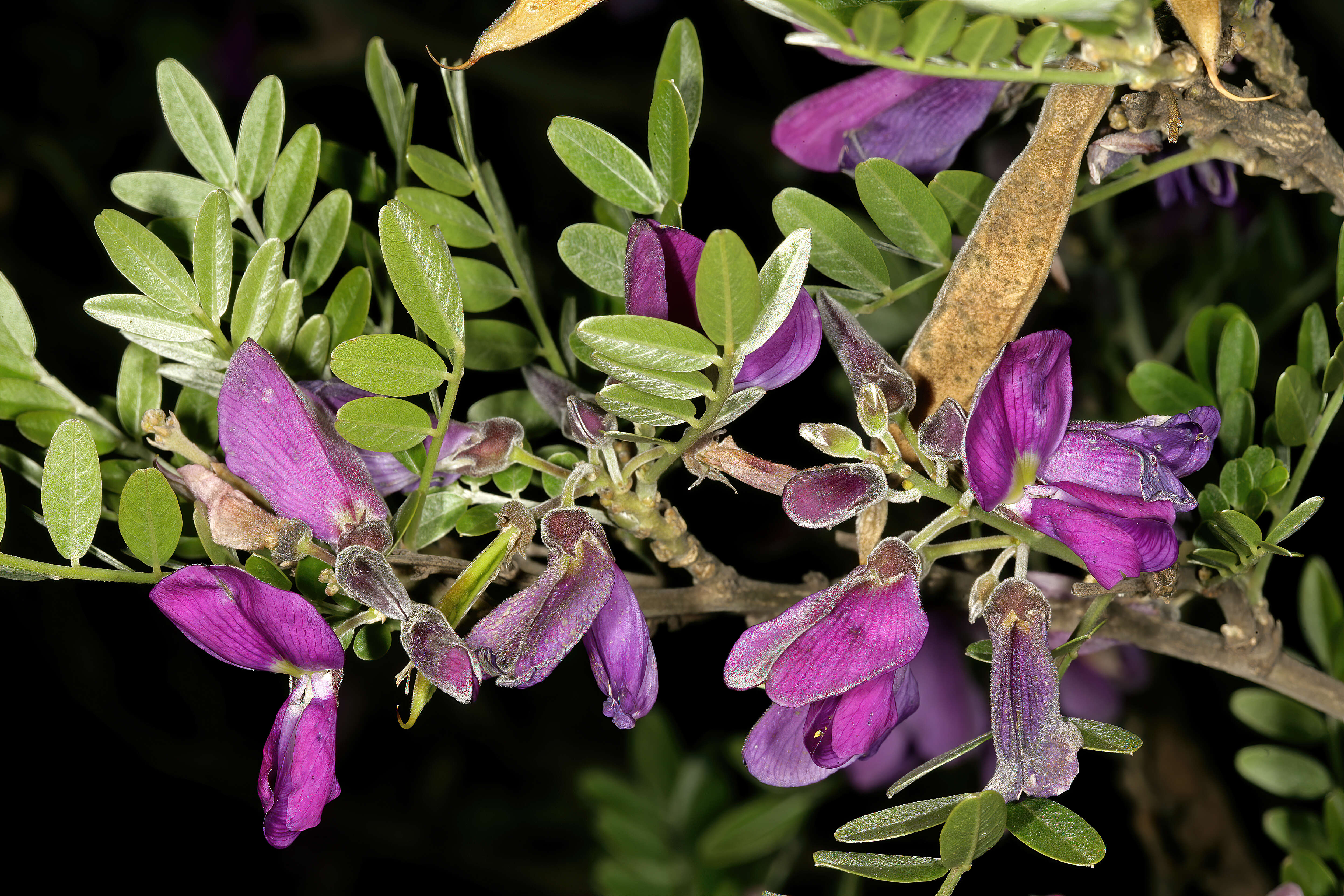 Image of Cork bush