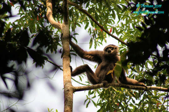 Image of silvery gibbon