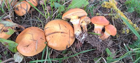 Image of Suillus grevillei (Klotzsch) Singer 1945