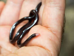 Image of Trinidad blind snakes
