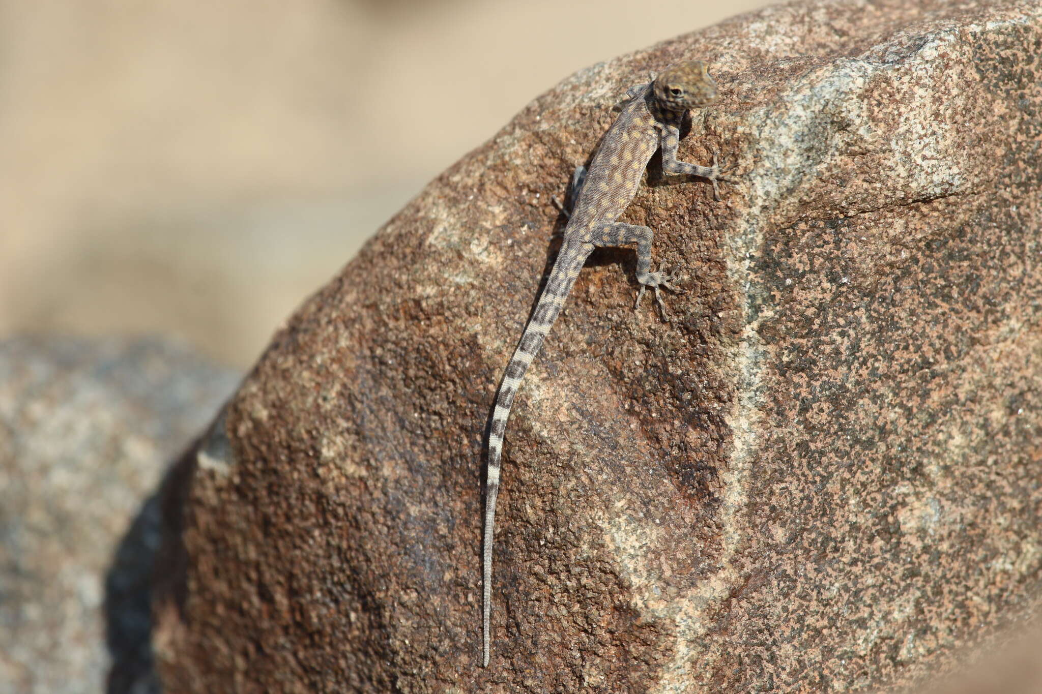 Image of Oman Rock Gecko