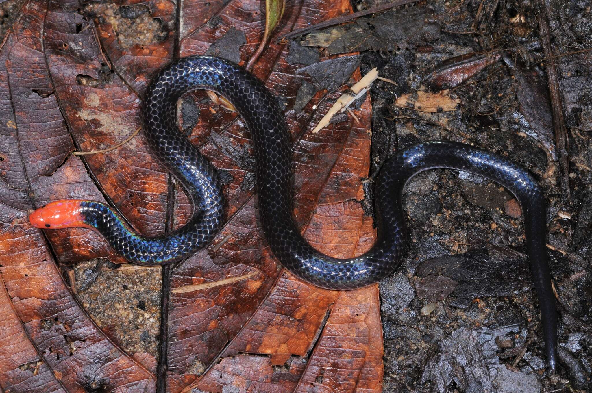 Image of Red-headed Reed Snake