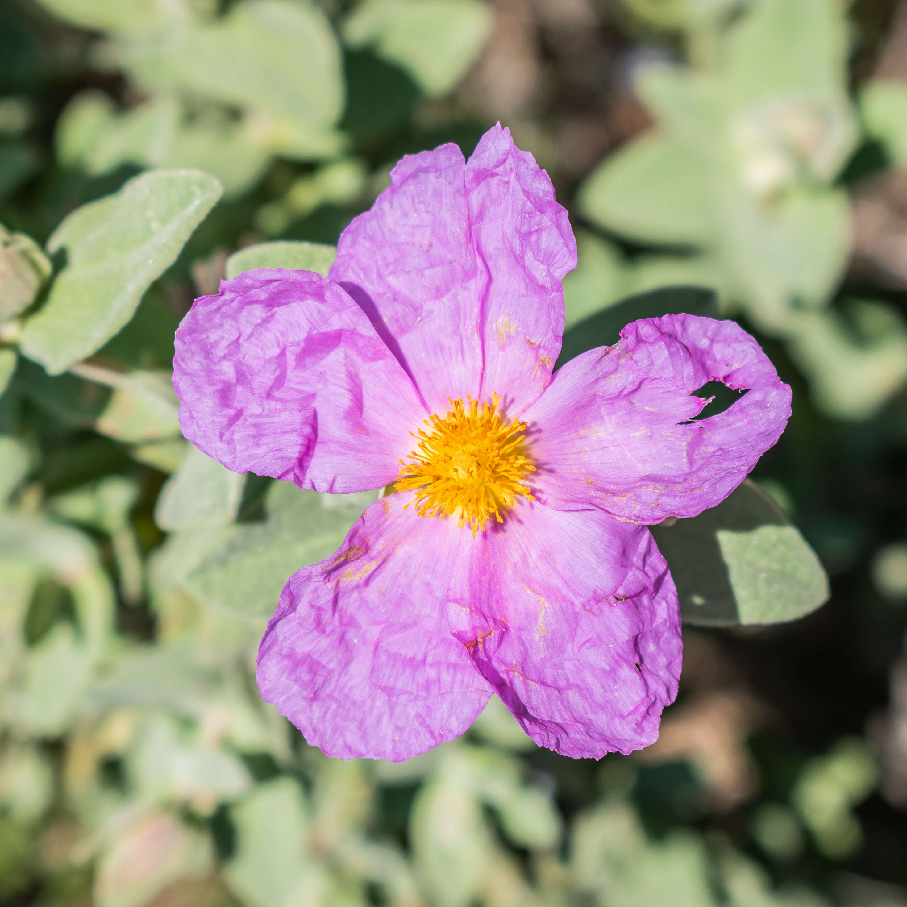 Imagem de Cistus albidus L.