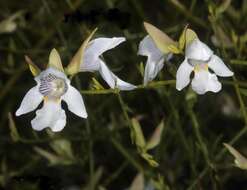 Prostanthera nudula J. M. Black ex E. L. Robertson resmi