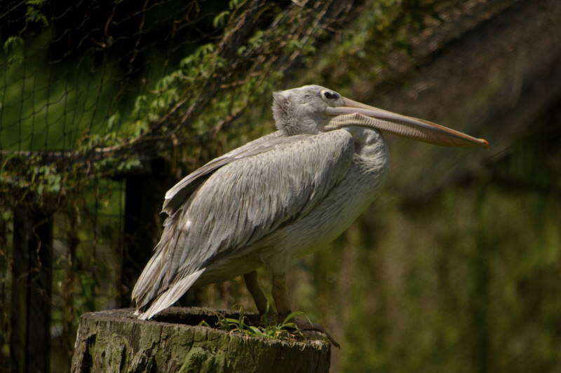 Image of Pink-backed Pelican