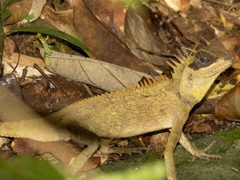 Image of Acanthosaura cardamomensis Wood, Grismer, Grismer, Neang, Chav & Holden 2010