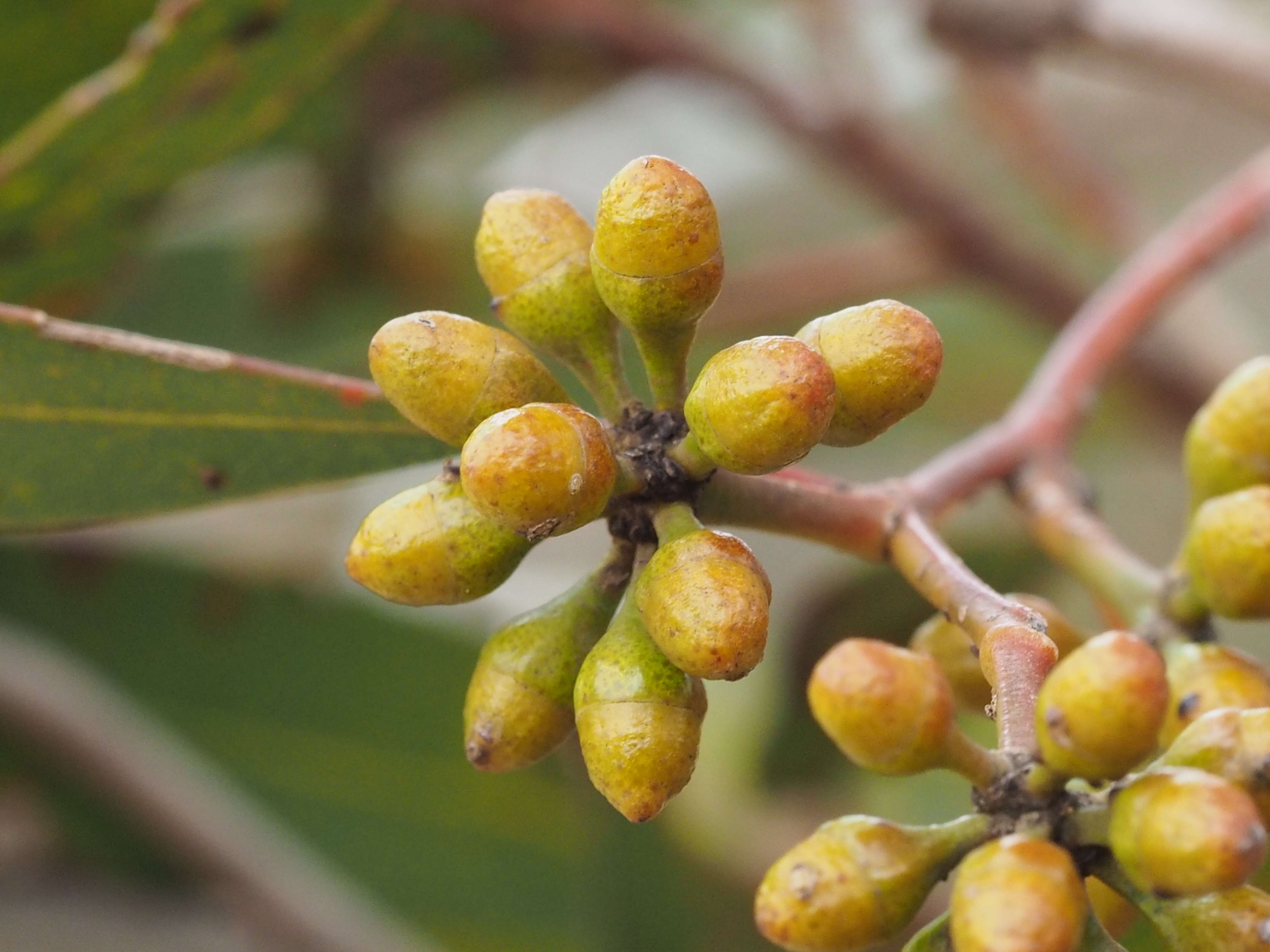 Image of Hopetoun Mallee