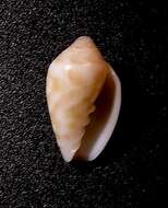 Image of Marginella bairstowi G. B. Sowerby Iii 1886