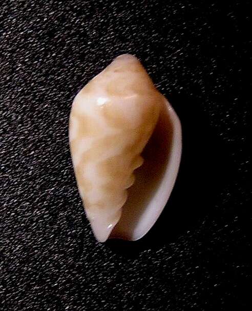 Marginella bairstowi G. B. Sowerby Iii 1886的圖片