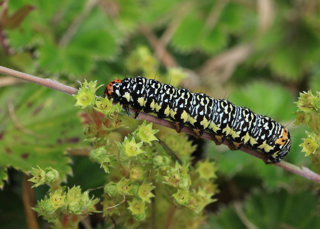 Imagem de Phalaenoides tristifica Hb. 1819