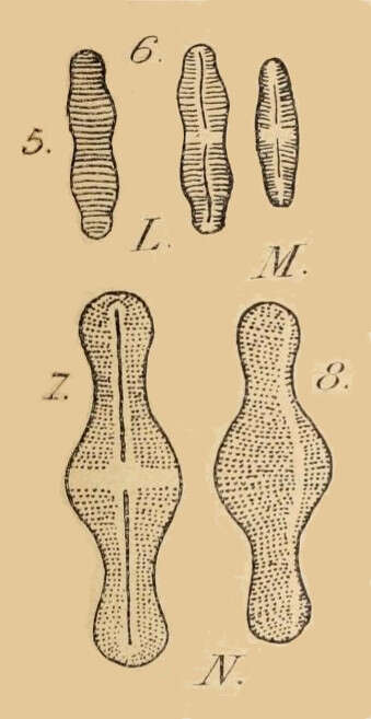 Image de Achnanthidium F. T. Kützing 1844