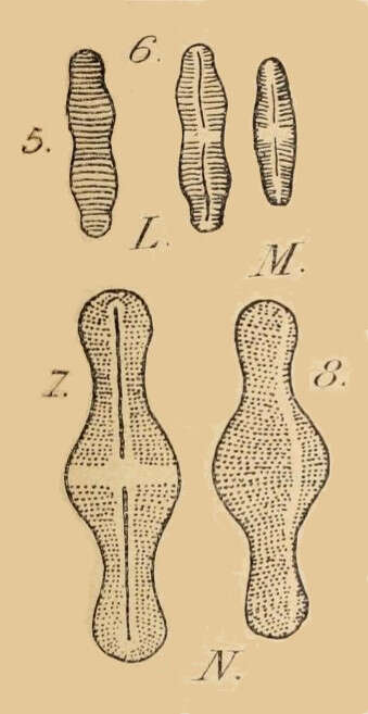 Plancia ëd Achnanthidium F. T. Kützing 1844